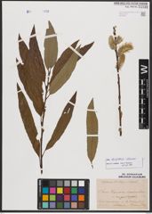 Salix burjatica Nasarow